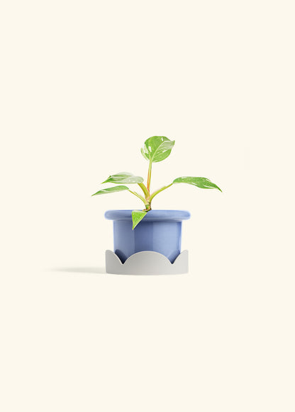 Philodendron White Princess in a 4 inches Fat Lip Blue Planter in a Oat Petal Drip Tray