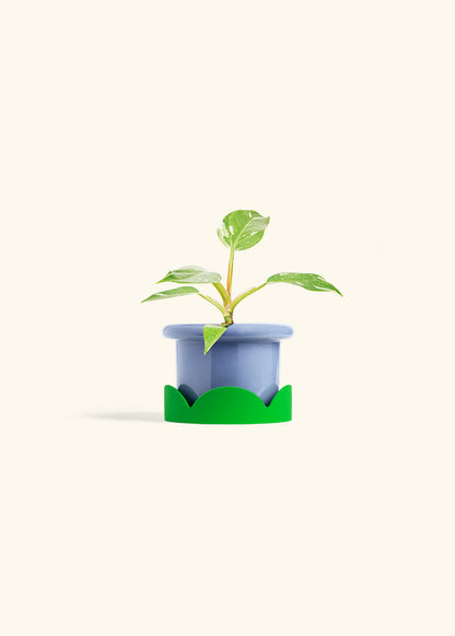 Philodendron White Princess in a 4 inches Fat Lip Blue Planter in a Shamrock Petal Drip Tray