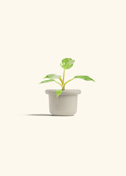 Philodendron White Princess in a 4 inches Fat Lip Oat Planter 