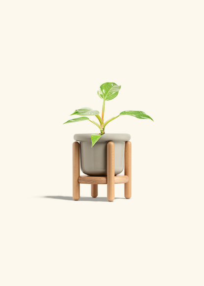 Philodendron White Princess in a 4 inches Fat Lip Oat Planter in a Beech Wood Stand