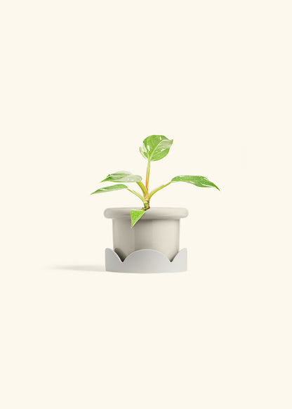 Philodendron White Princess in a 4 inches Fat Lip Oat Planter in a Oat Petal Drip Tray