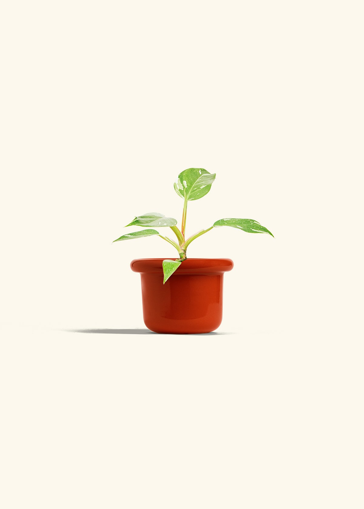 Philodendron White Princess in a 4 inches Fat Lip Red Planter 