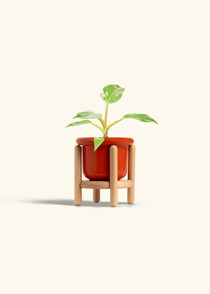Philodendron White Princess in a 4 inches Fat Lip Red Planter in a Beech Wood Stand