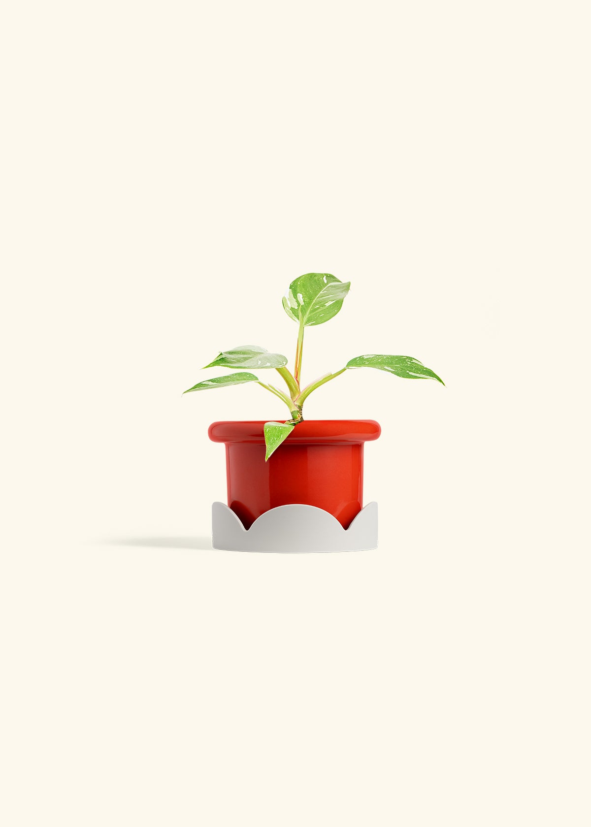 Philodendron White Princess in a 4 inches Fat Lip Red Planter in a Oat Petal Drip Tray