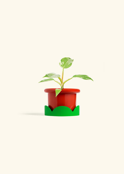 Philodendron White Princess in a 4 inches Fat Lip Red Planter in a Shamrock Petal Drip Tray