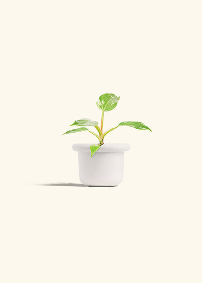 Philodendron White Princess in a 4 inches Fat Lip White Planter 