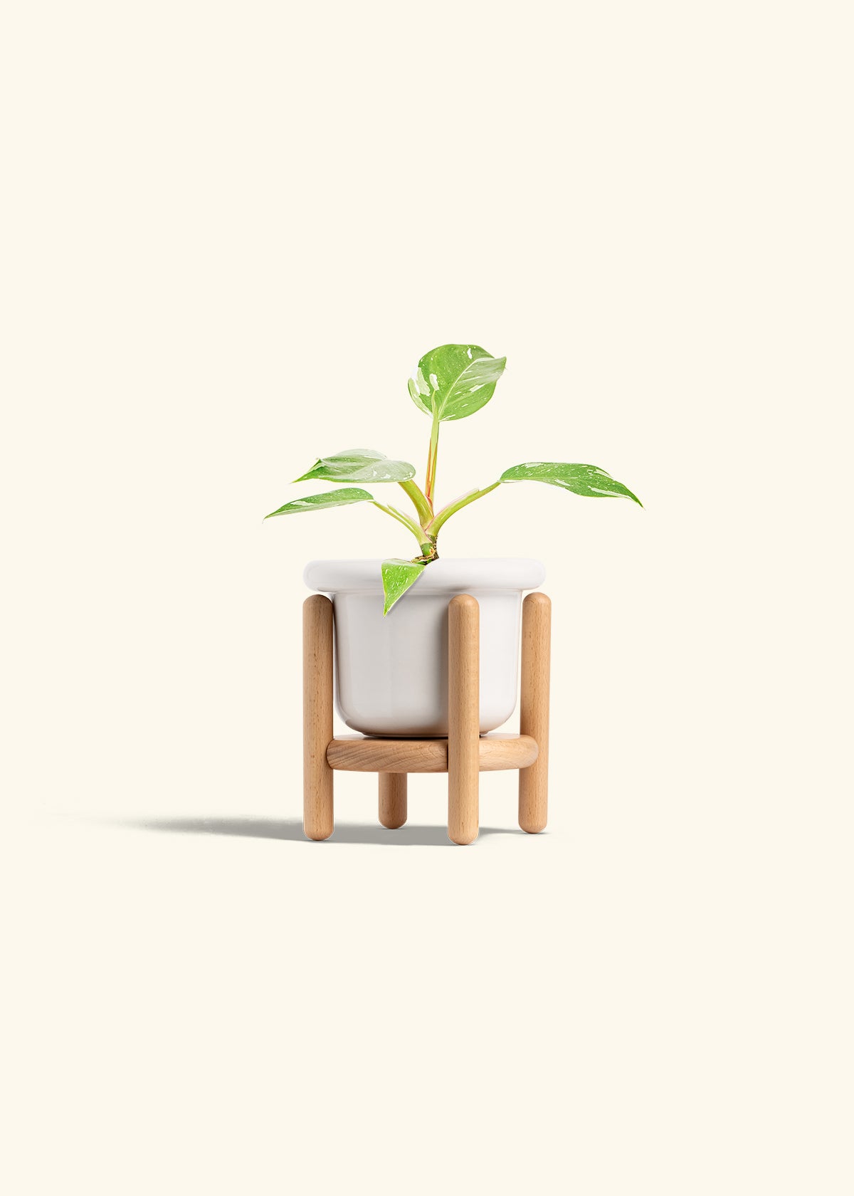 Philodendron White Princess in a 4 inches Fat Lip White Planter in a Beech Wood Stand