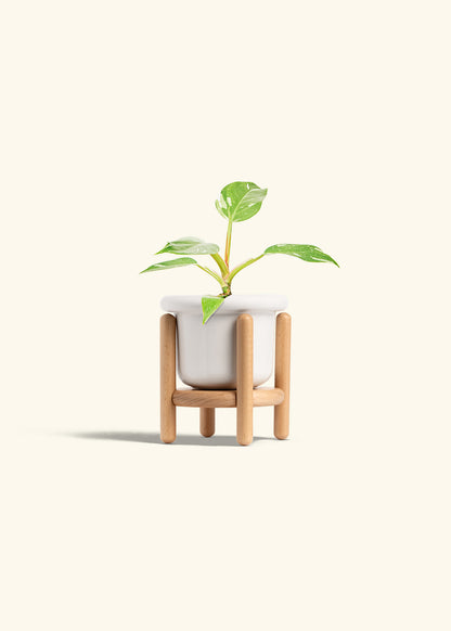 Philodendron White Princess in a 4 inches Fat Lip White Planter in a Beech Wood Stand