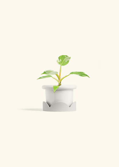 Philodendron White Princess in a 4 inches Fat Lip White Planter in a Oat Petal Drip Tray