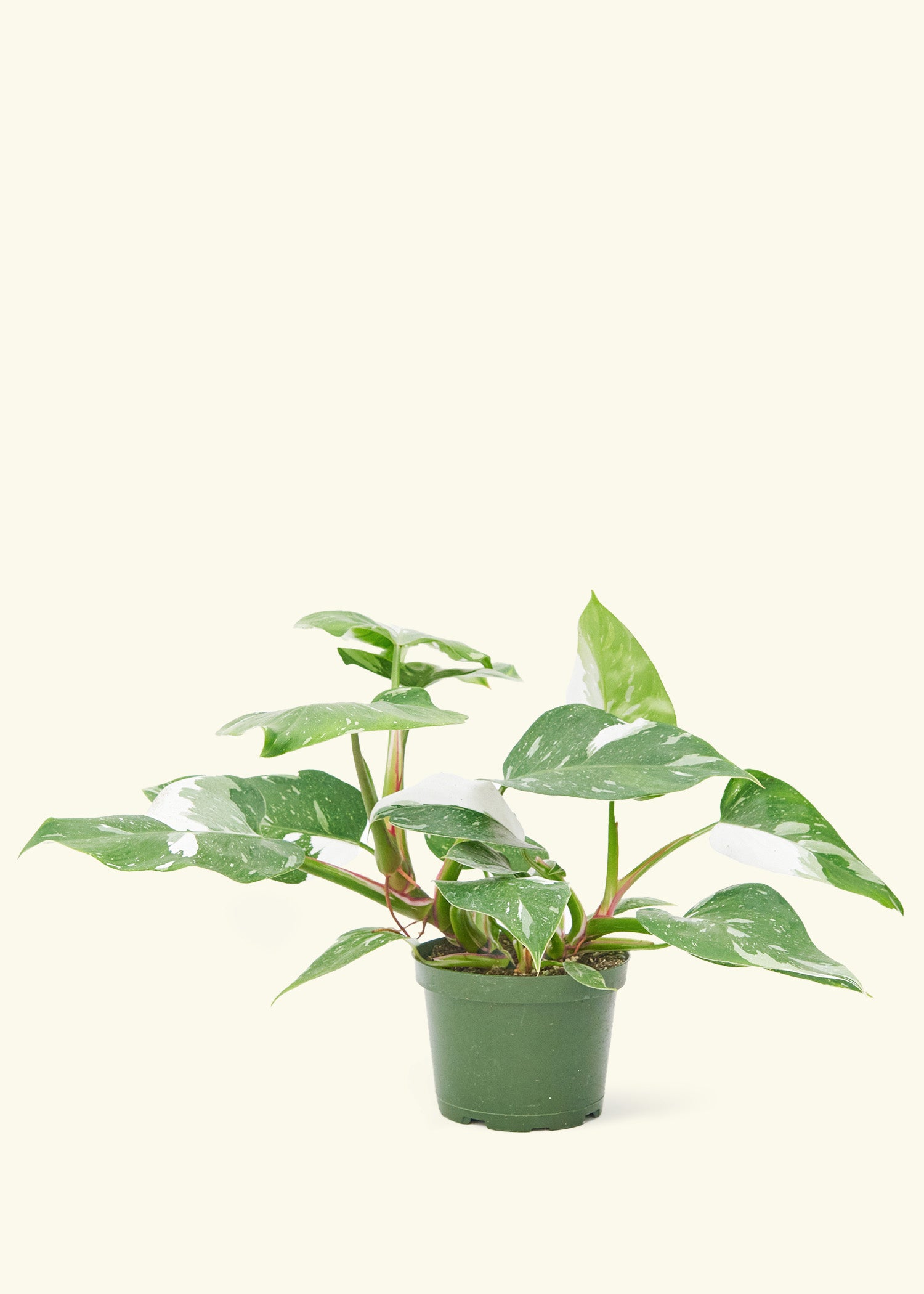 philodendron white princess price White Princess Philodendron – Hey Rooted