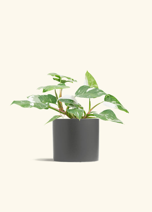 Philodendron White Princess in a 6  inches Pink Classic Cylinder Planter in a Beech Wood Stand