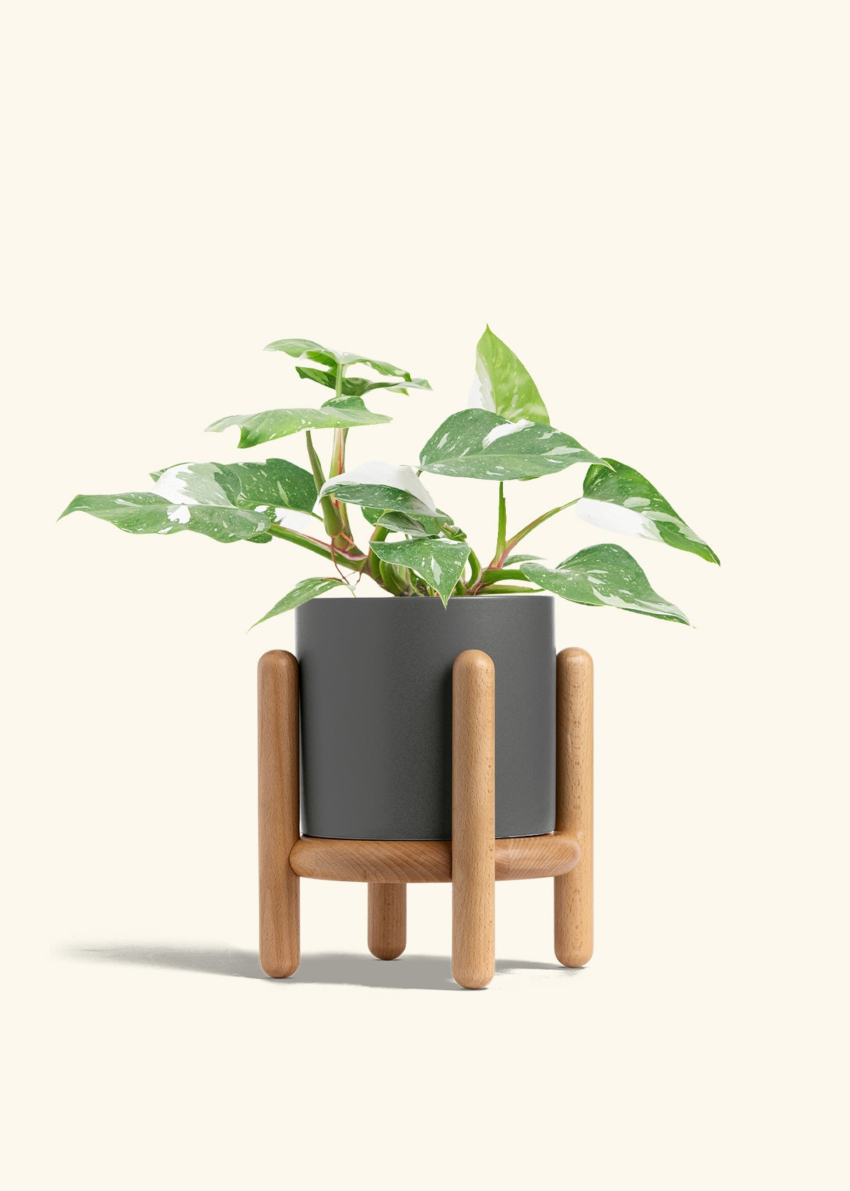 Philodendron White Princess in a 6  inches Charcoal Classic Cylinder Planter in a Beech Wood Stand