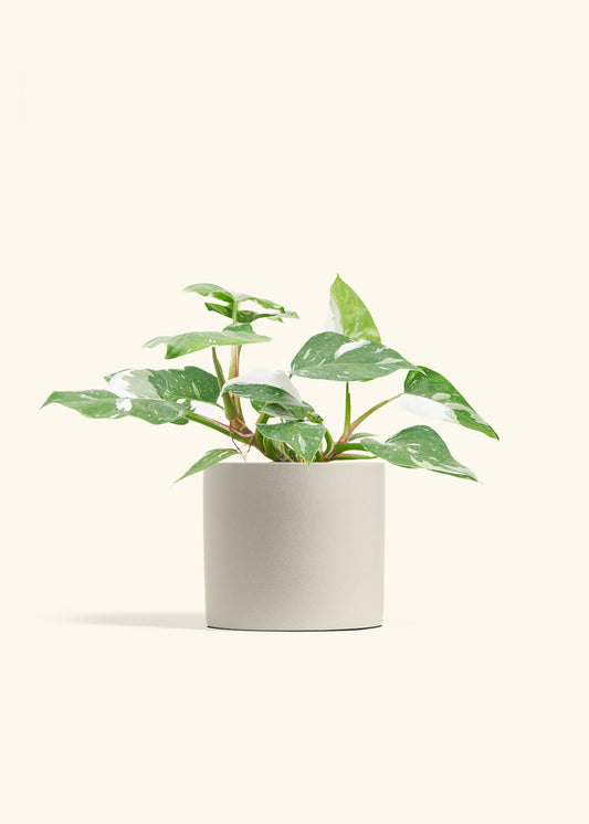 Philodendron White Princess in a 6  inches Oat Classic Cylinder Planter 