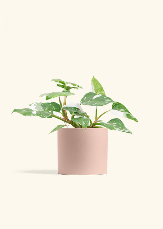 Philodendron White Princess in a 6  inches Pink Classic Cylinder Planter 