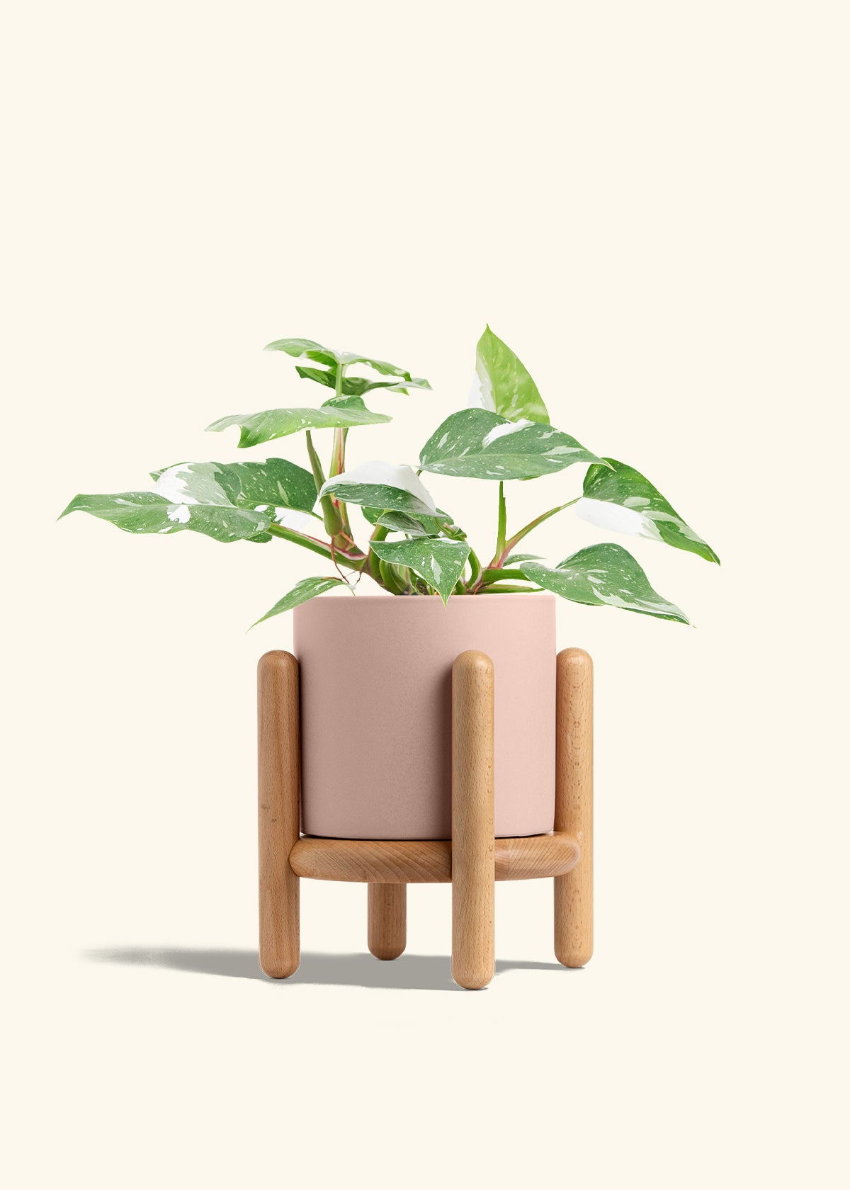 Philodendron White Princess in a 6  inches Charcoal Classic Cylinder Planter 