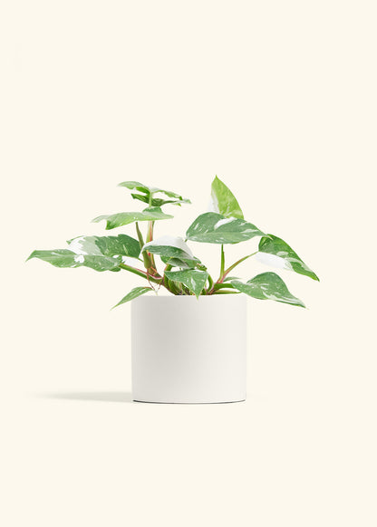 white princess philodendron large White Princess Philodendron – Hey Rooted