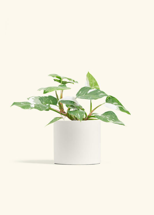 Philodendron White Princess in a 6  inches White Classic Cylinder Planter 
