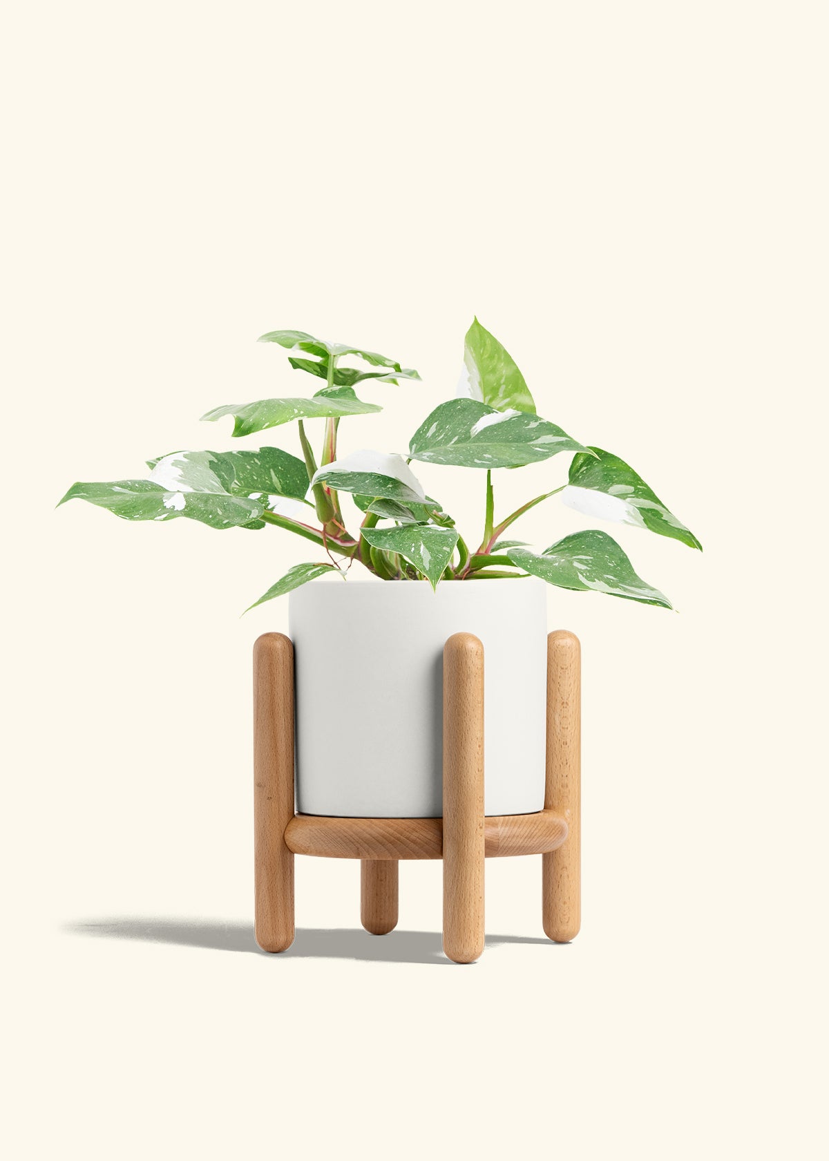 Philodendron White Princess in a 6  inches White Classic Cylinder Planter in a Beech Wood Stand