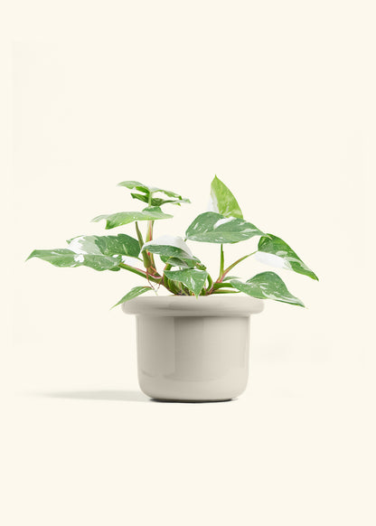 Philodendron White Princess in a 6  inches Fat Lip Oat Planter 