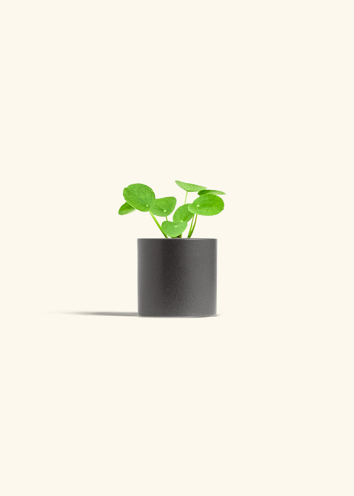  Chinese Money Plant in a 4 inches Charcoal Classic Cylinder Planter 