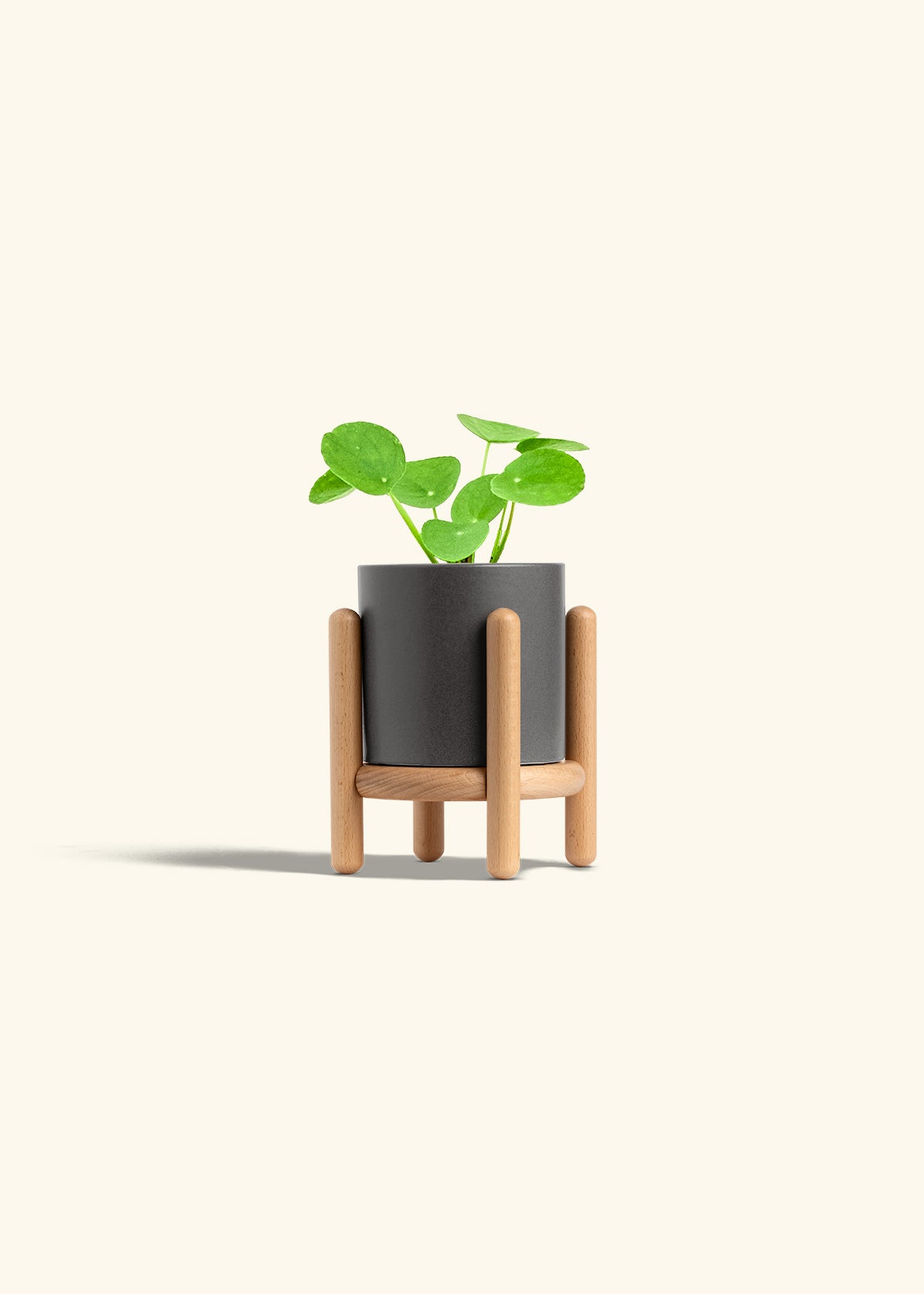  Chinese Money Plant in a 4 inches Charcoal Classic Cylinder Planter in a Beech Wood Stand