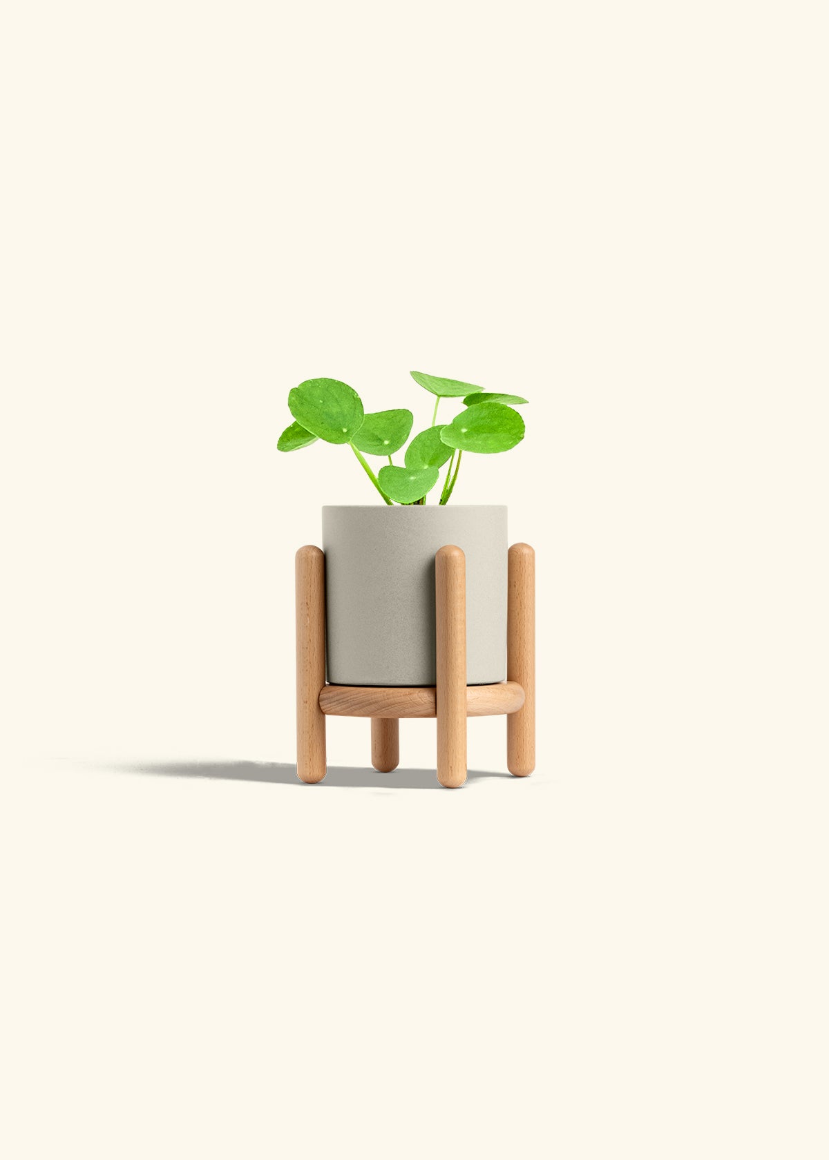  Chinese Money Plant in a 4 inches Oat Classic Cylinder Planter in a Beech Wood Stand