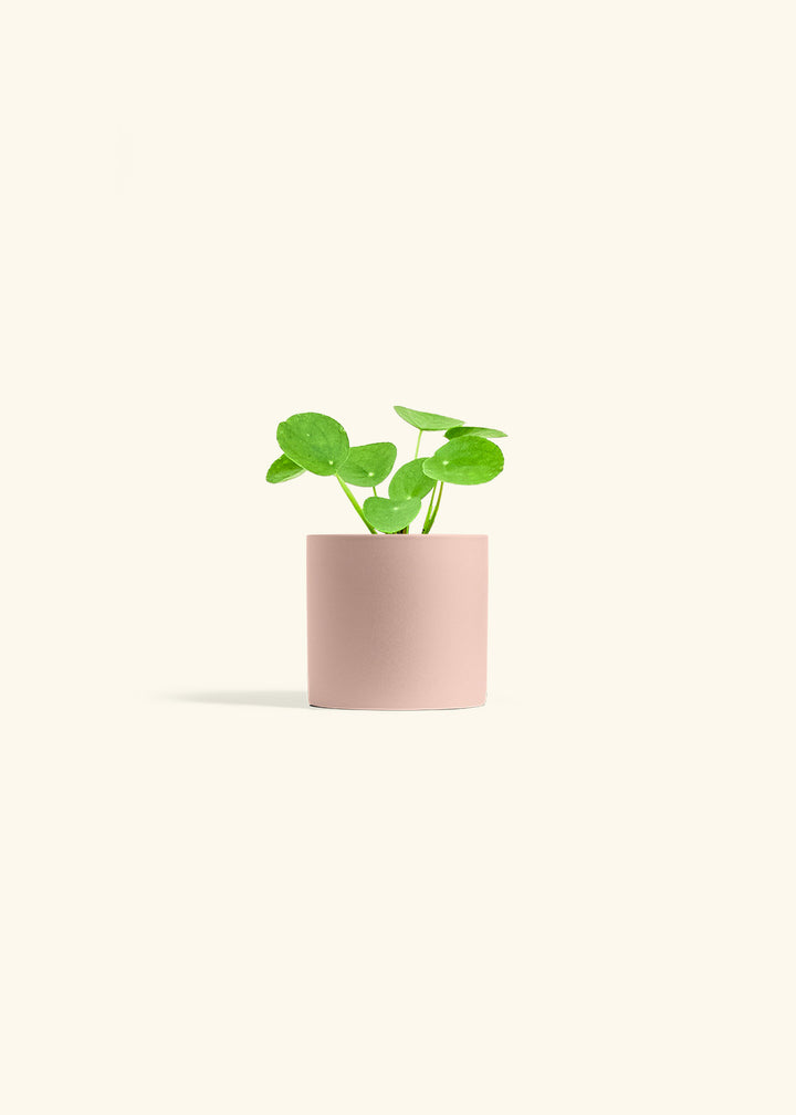  Chinese Money Plant in a 4 inches Pink Classic Cylinder Planter 