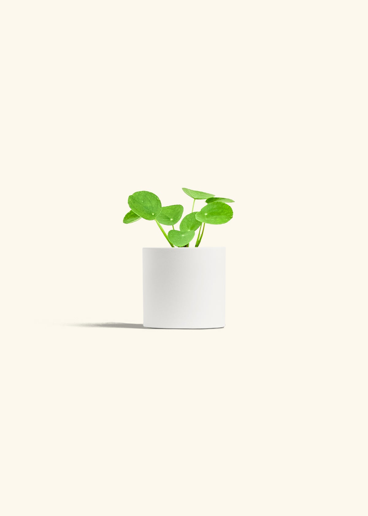 Chinese Money Plant in a 4 inches White Classic Cylinder Planter 