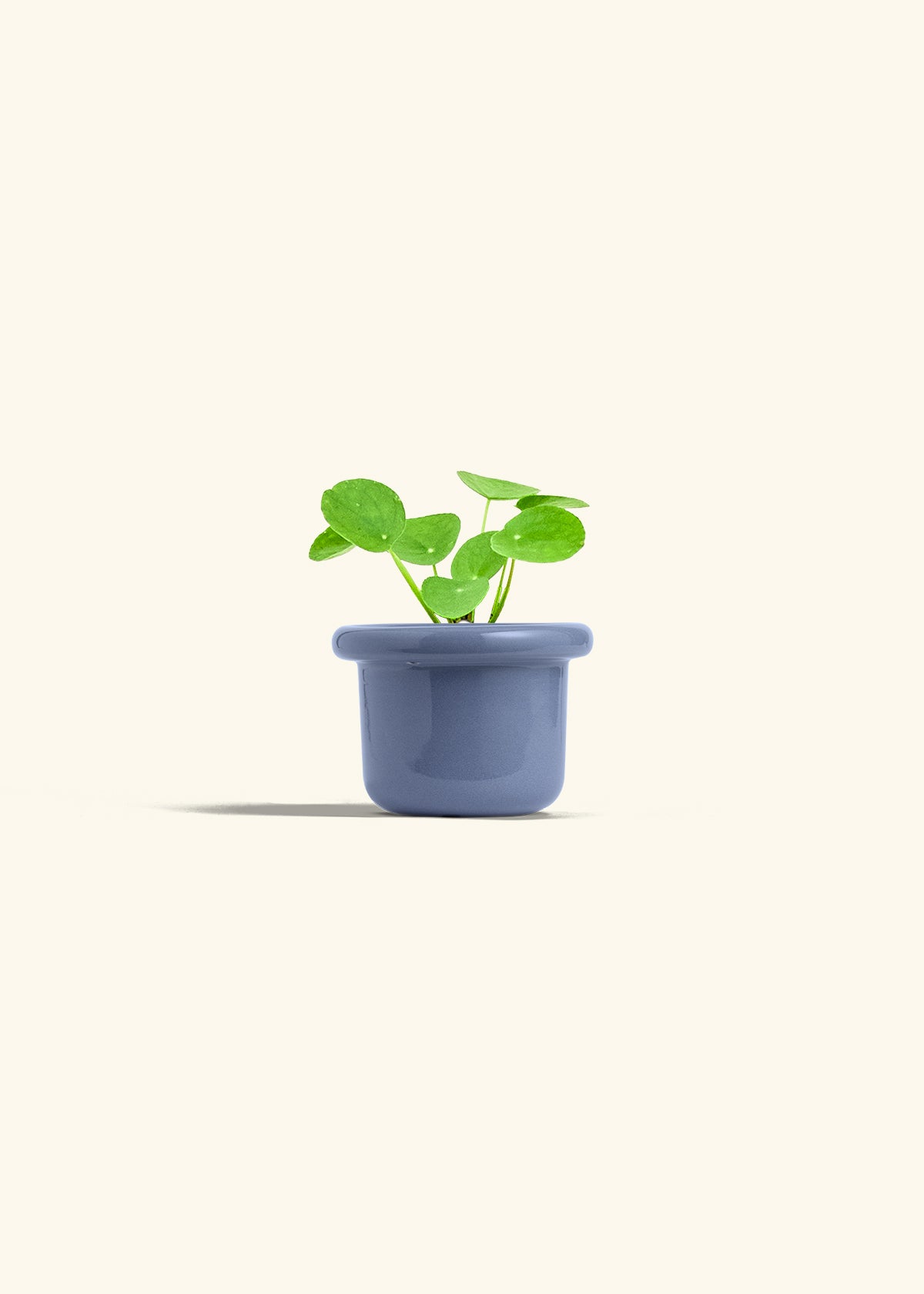  Chinese Money Plant in a 4 inches Fat Lip Blue Planter 