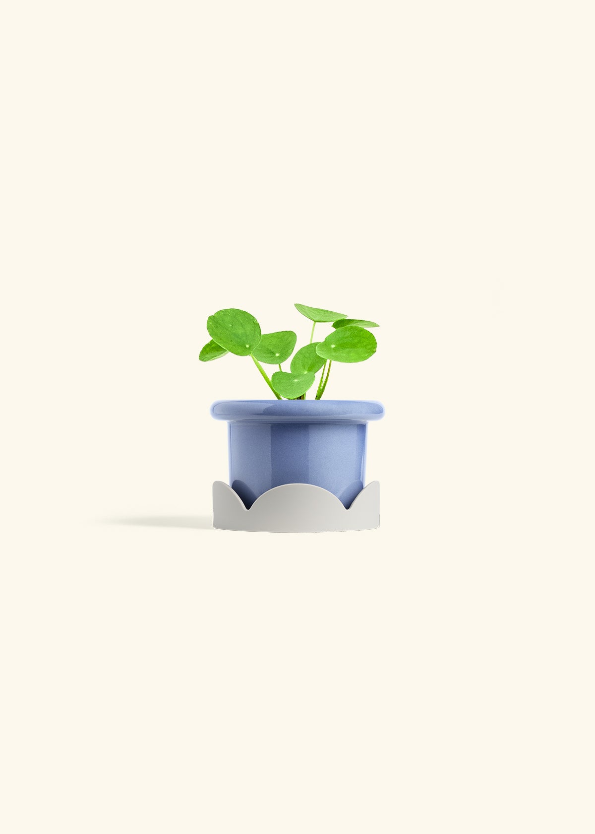  Chinese Money Plant in a 4 inches Fat Lip Blue Planter in a Oat Petal Drip Tray