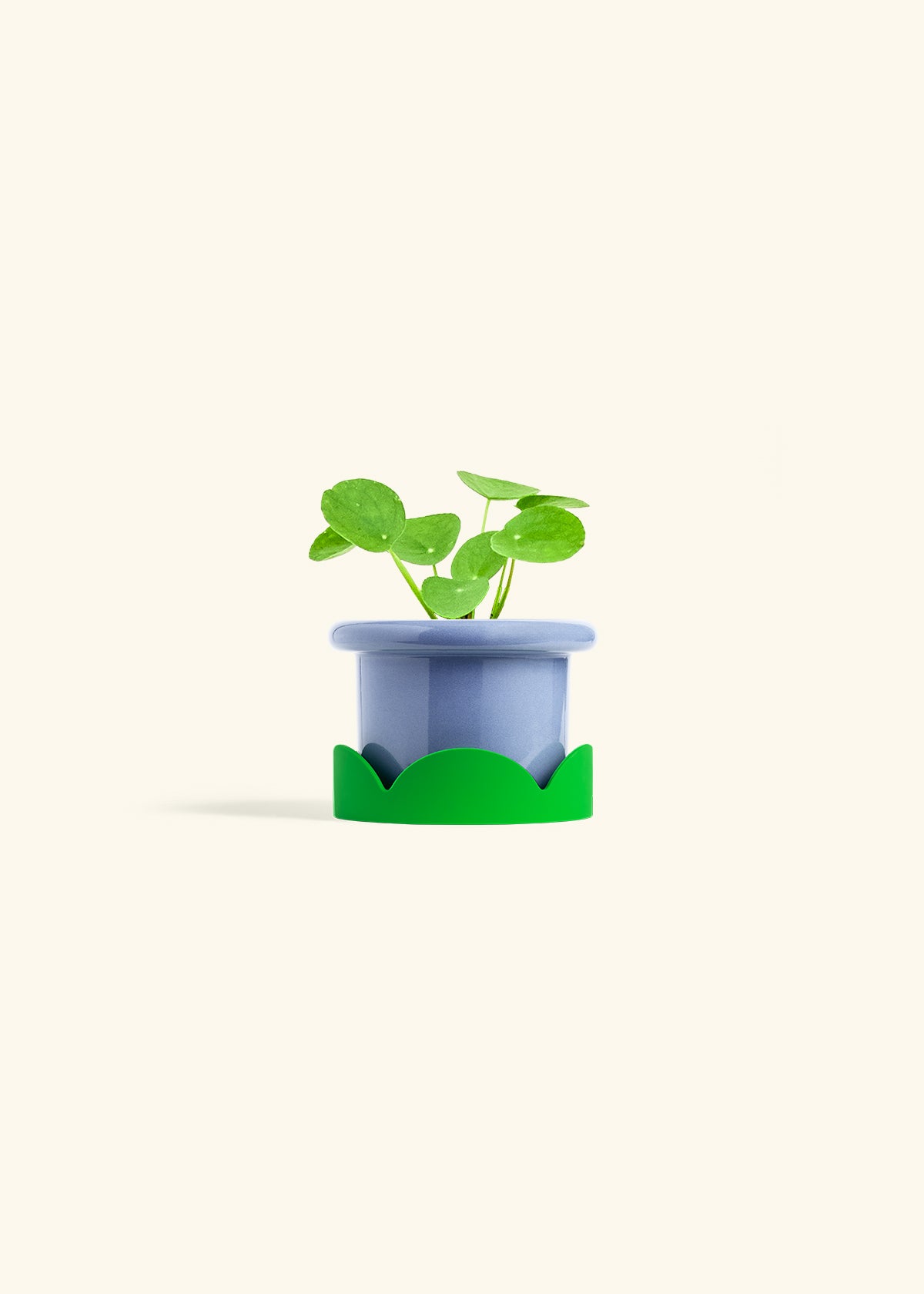  Chinese Money Plant in a 4 inches Fat Lip Blue Planter in a Shamrock Petal Drip Tray