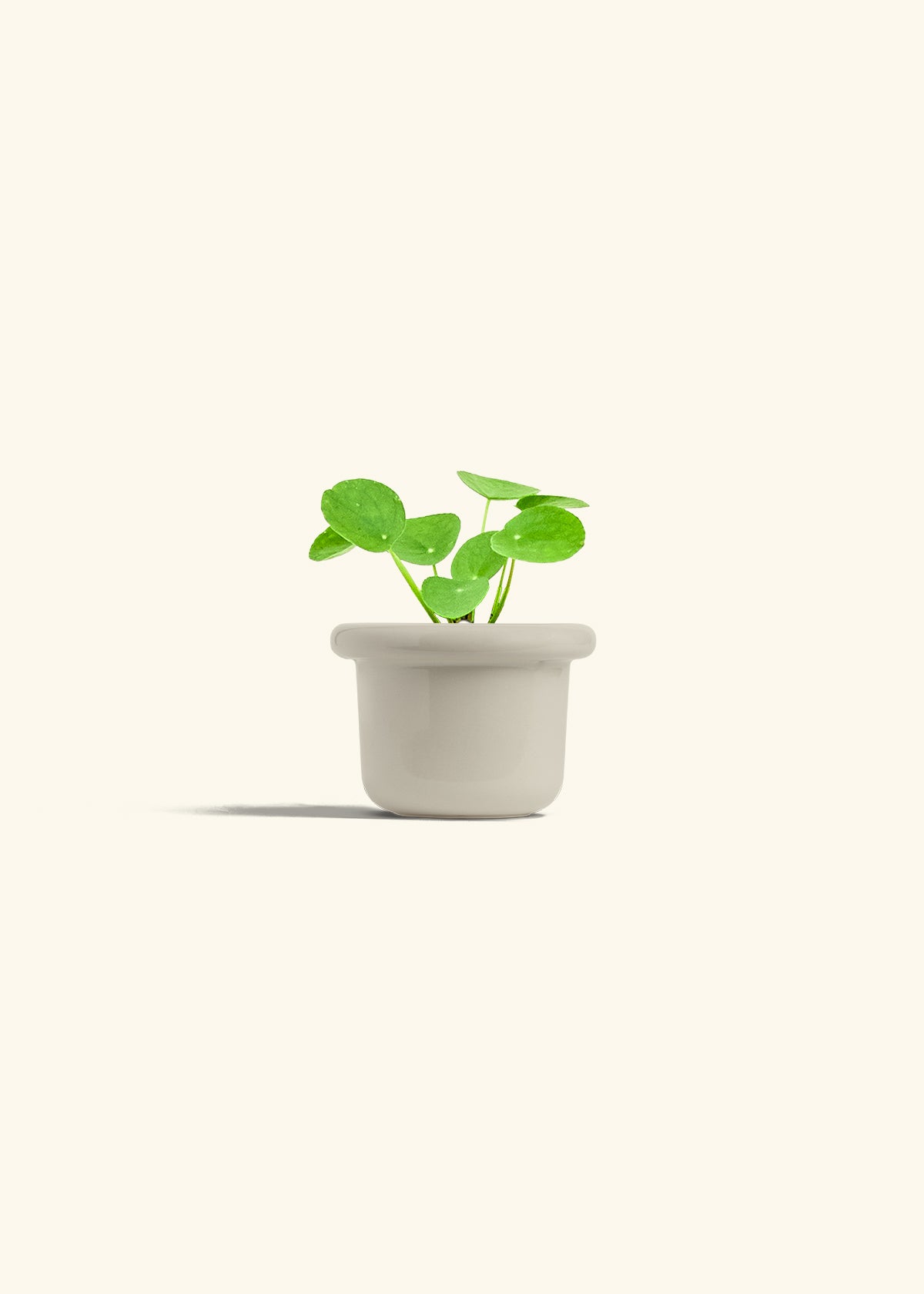  Chinese Money Plant in a 4 inches Fat Lip Oat Planter 