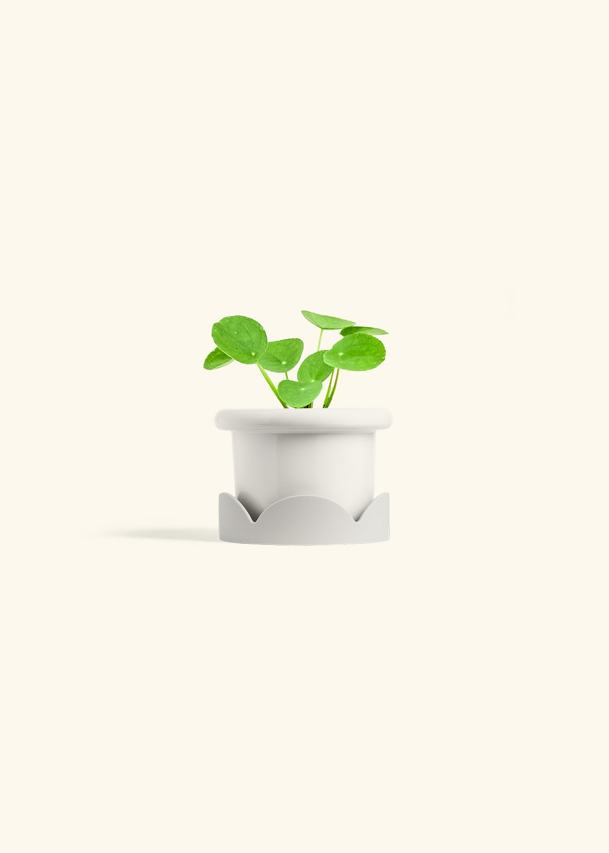  Chinese Money Plant in a 4 inches Fat Lip White Planter in a Oat Petal Drip Tray