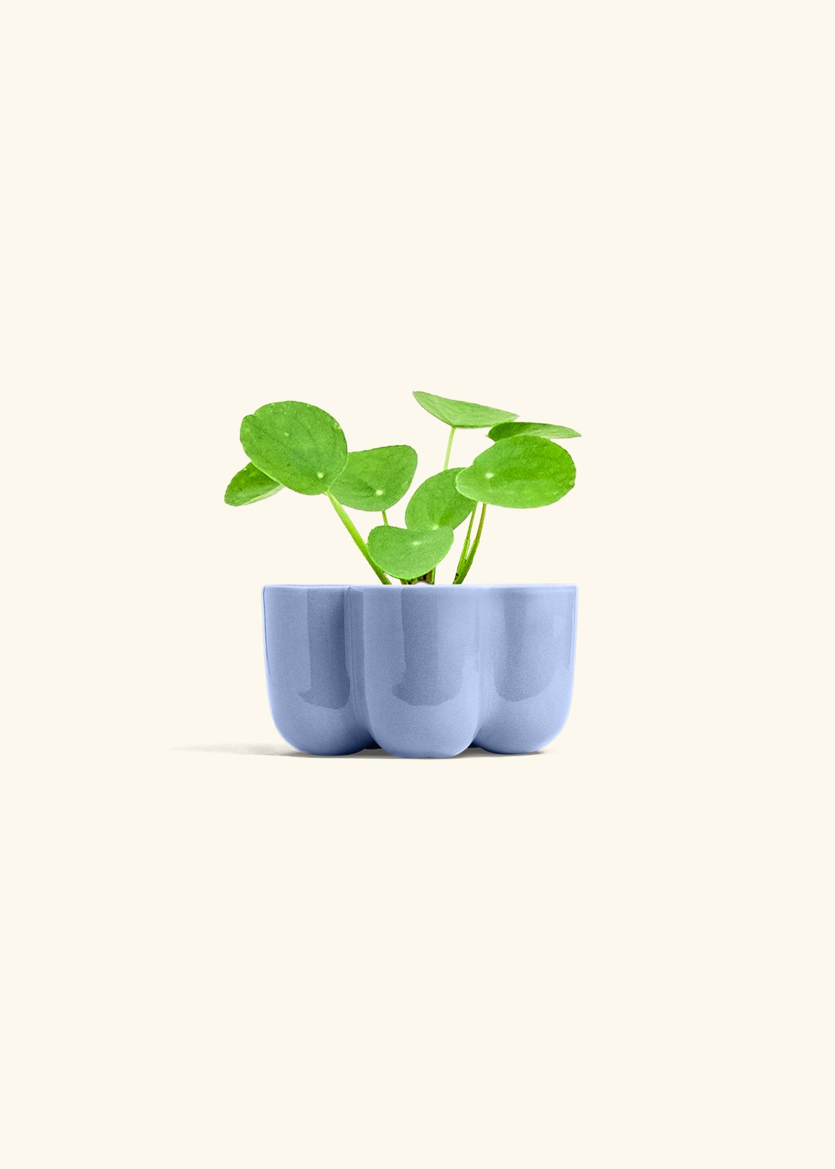  Chinese Money Plant in a 4 inches in a Blue Petal Planter