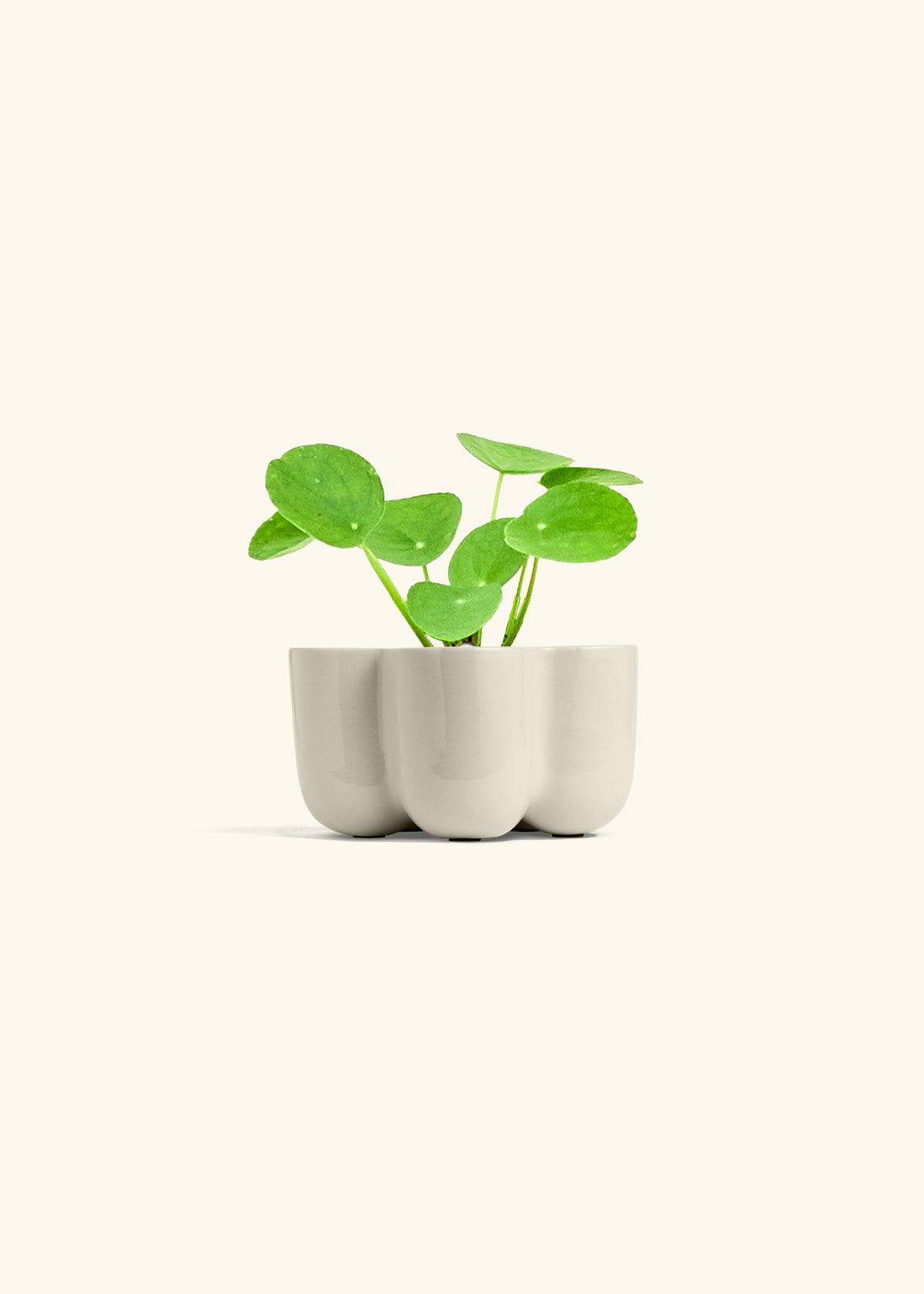  Chinese Money Plant in a 4 inches in a Oat Petal Planter