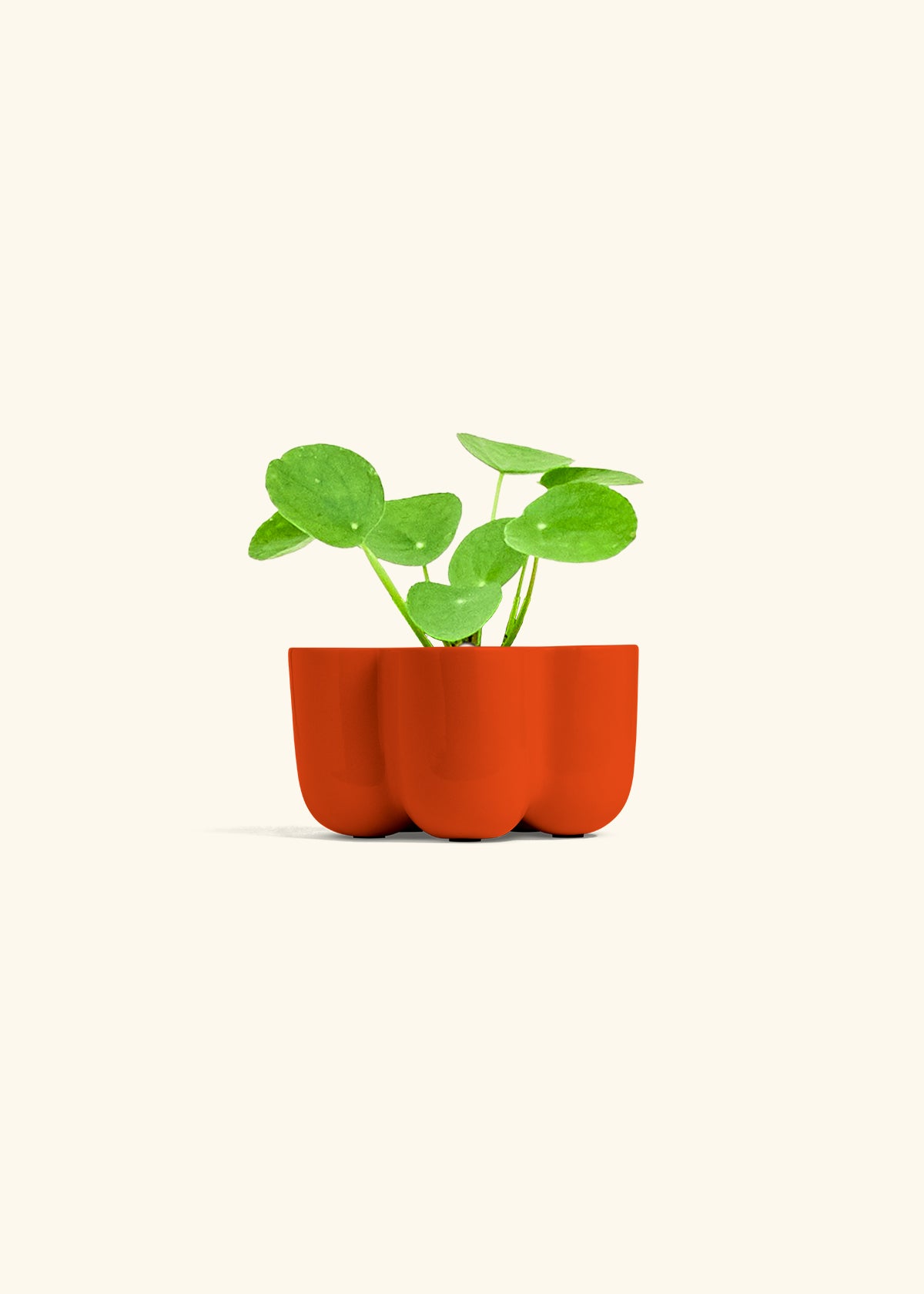 Chinese Money Plant in a 4 inches in a Red Petal Planter