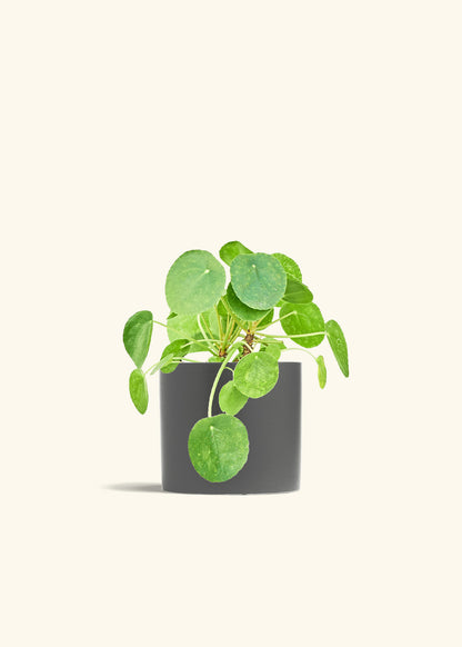 Chinese Money Plant in a 6 inches Charcoal Classic Cylinder Planter 
