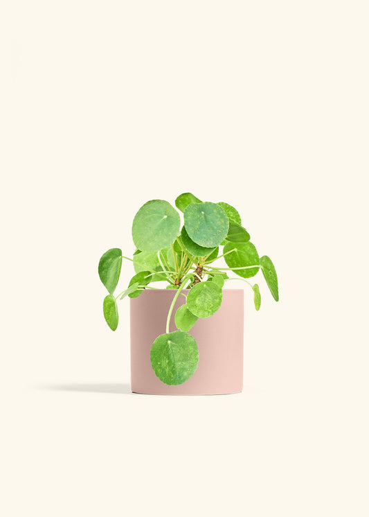Chinese Money Plant in a 6 inches Pink Classic Cylinder Planter 