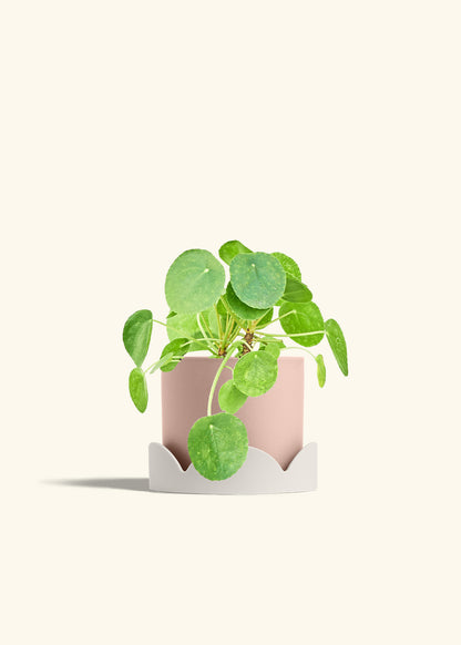 Chinese Money Plant in a 6 inches Pink Classic Cylinder Planter in a Oat Petal Drip Tray