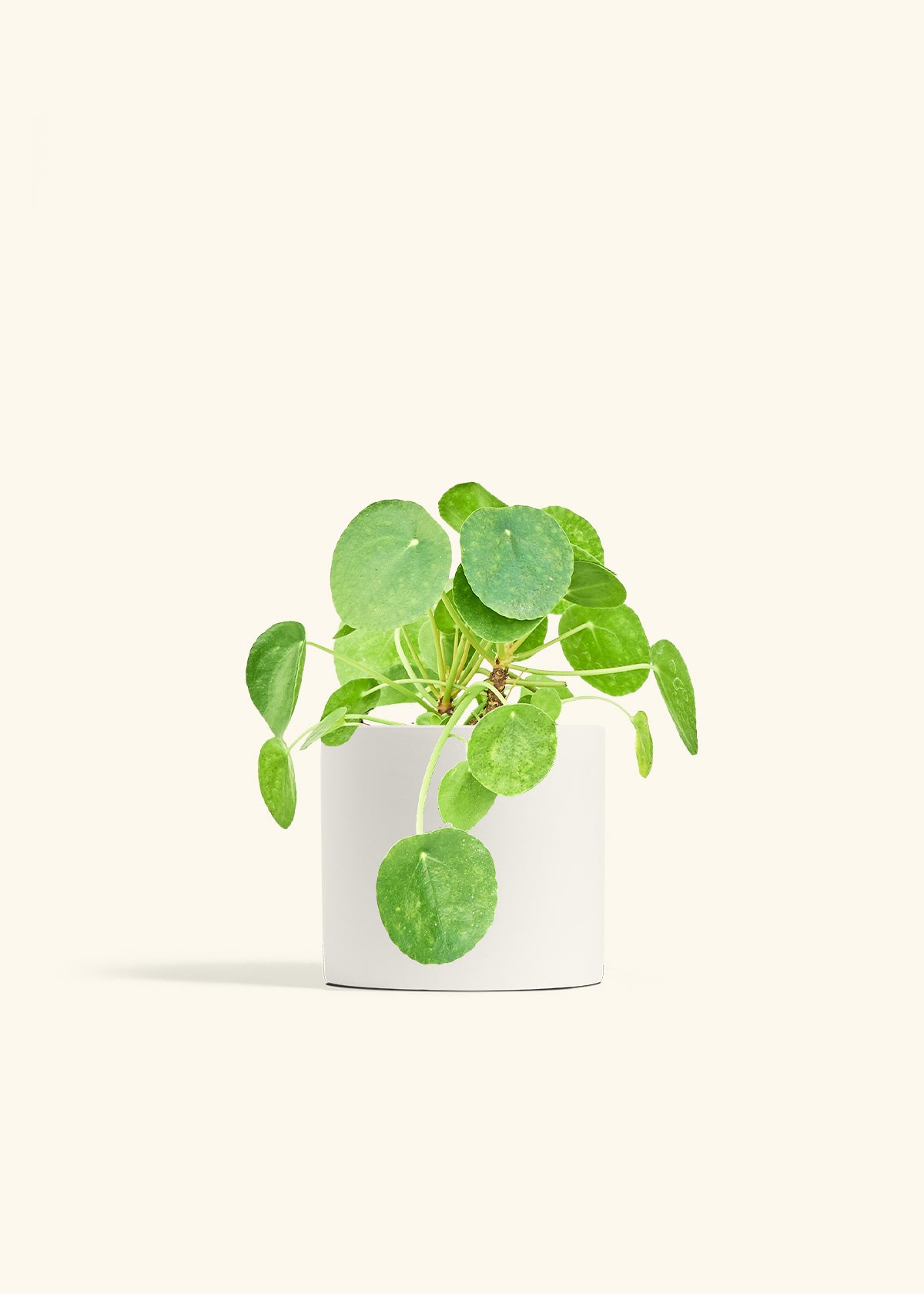 Chinese Money Plant in a 6 inches White Classic Cylinder Planter 