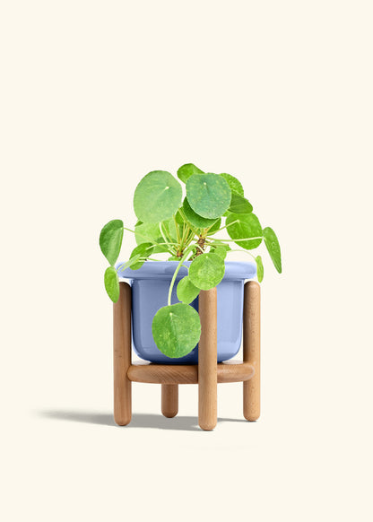 Chinese Money Plant in a 6 inches Fat Lip Blue Planter in a Beech Wood Stand