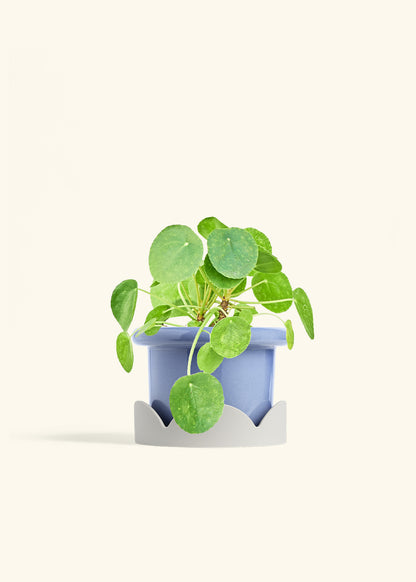 Chinese Money Plant in a 6 inches Fat Lip Blue Planter in a Oat Petal Drip Tray