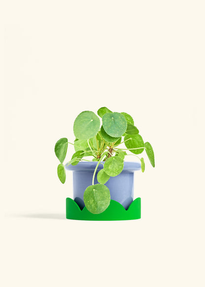 Chinese Money Plant in a 6 inches Fat Lip Blue Planter in a Shamrock Petal Drip Tray
