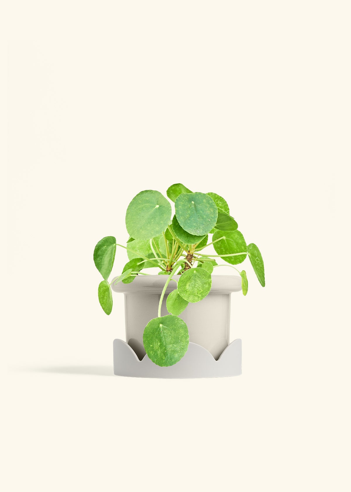 Chinese Money Plant in a 6 inches Fat Lip Oat Planter in a Oat Petal Drip Tray