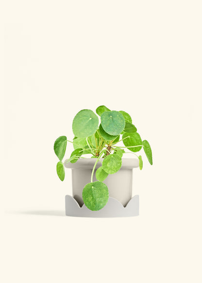 Chinese Money Plant in a 6 inches Fat Lip Oat Planter in a Oat Petal Drip Tray
