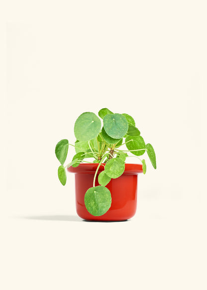 Chinese Money Plant in a 6 inches Fat Lip Red Planter 