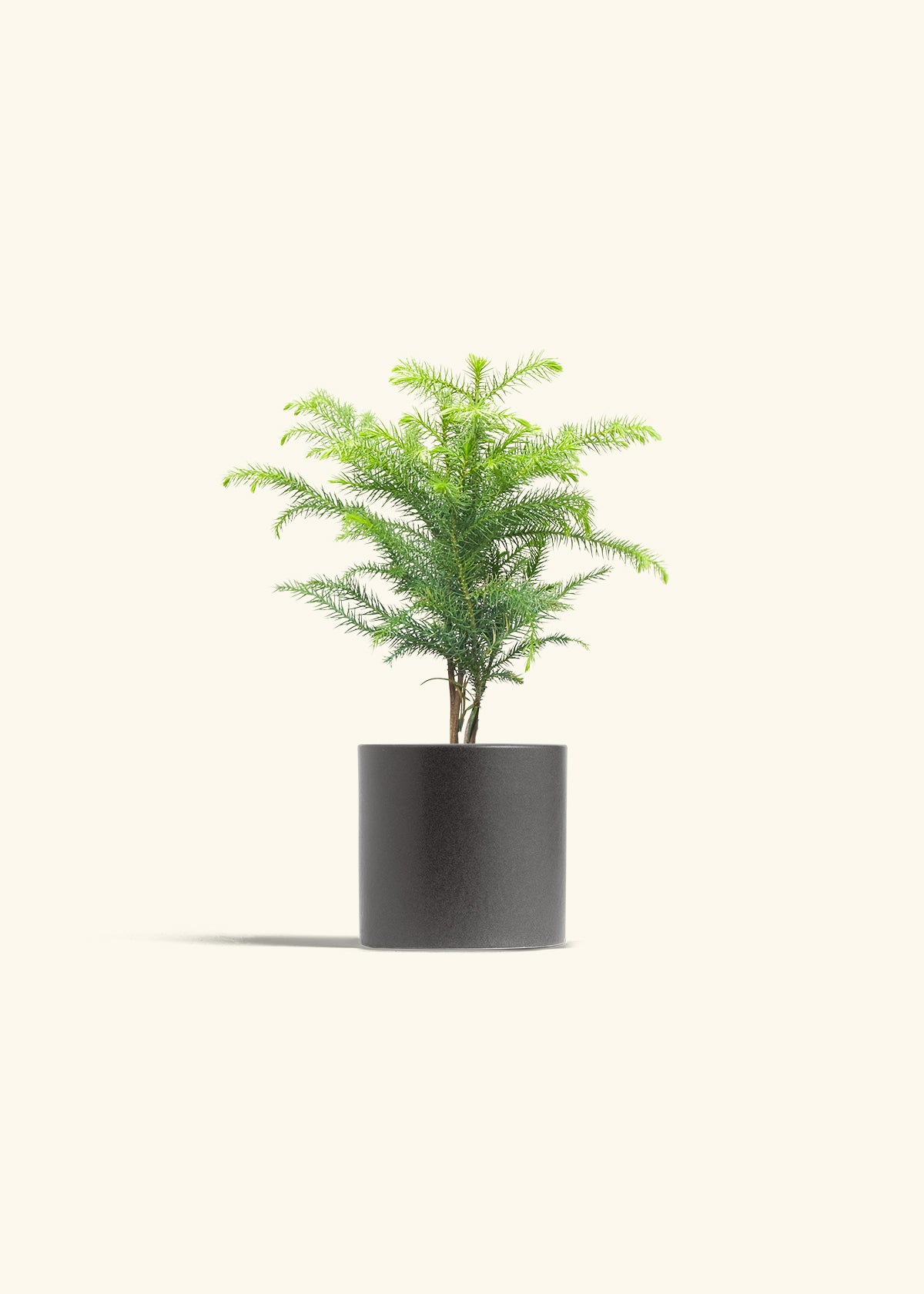 Norfolk Pine in a 4 inches Charcoal Classic Cylinder Planter 