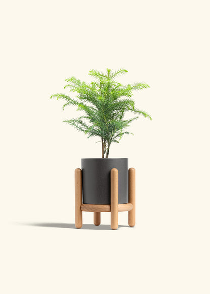 Norfolk Pine in a 4 inches Charcoal Classic Cylinder Planter in a Beech Wood Stand