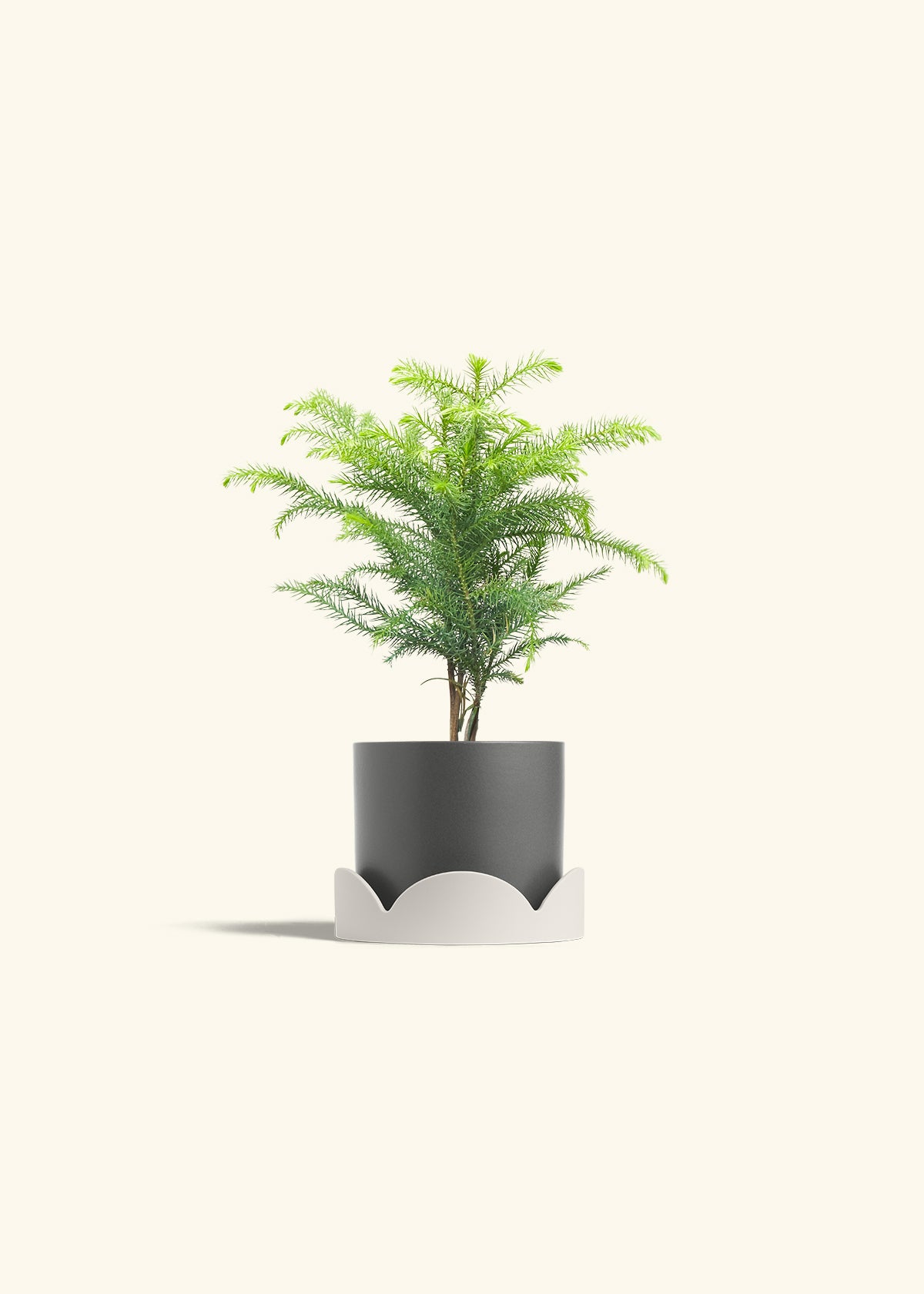Norfolk Pine in a 4 inches Charcoal Classic Cylinder Planter in a Oat Petal Drip Tray