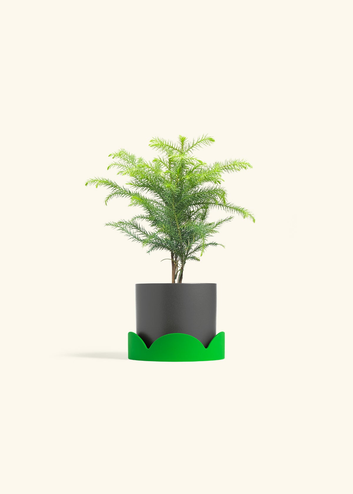 Norfolk Pine in a 4 inches Charcoal Classic Cylinder Planter in a Shamrock Petal Drip Tray